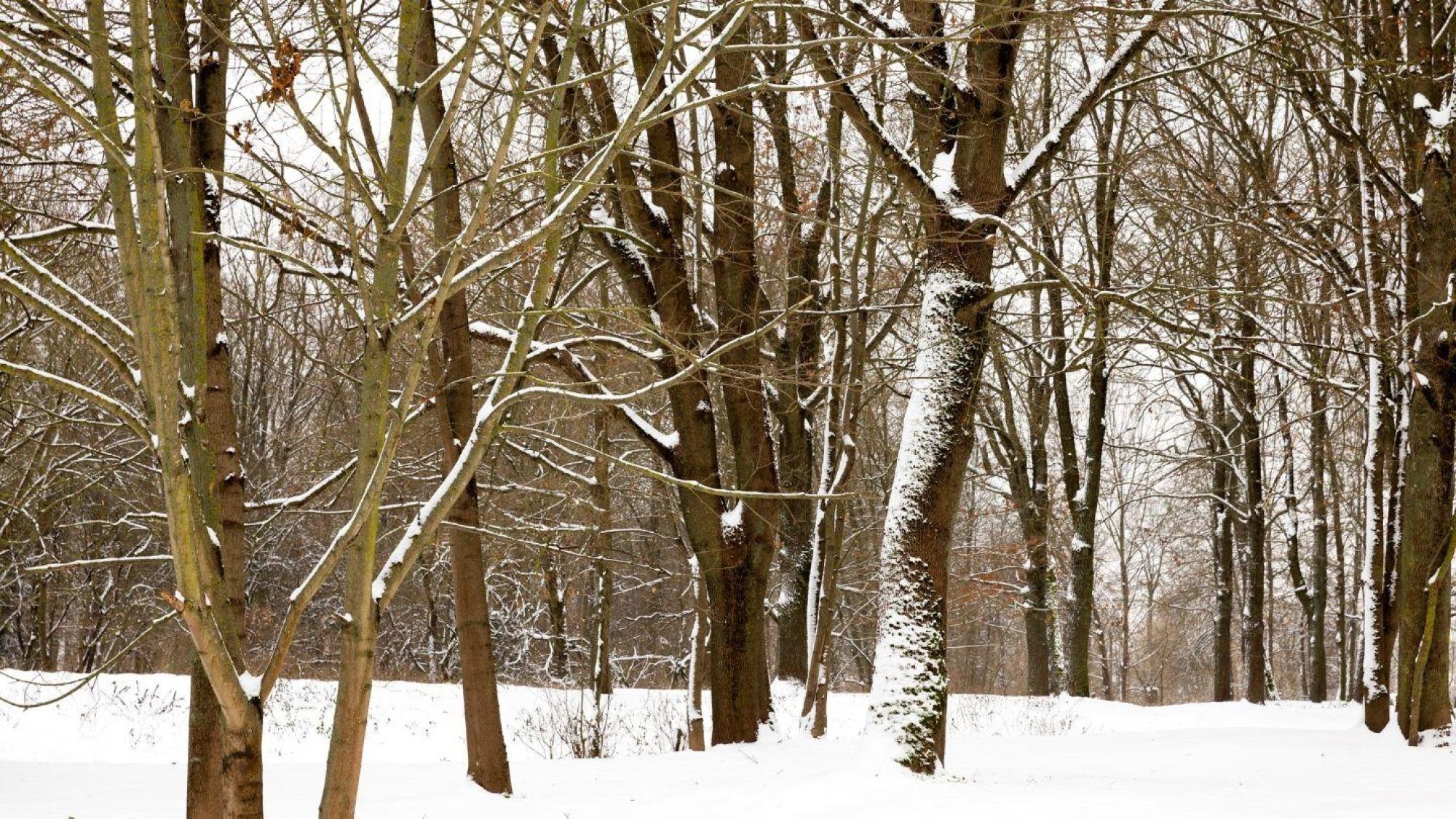 Deciding Between a Furnace and Heat Pump for Atlanta’s Winter Months