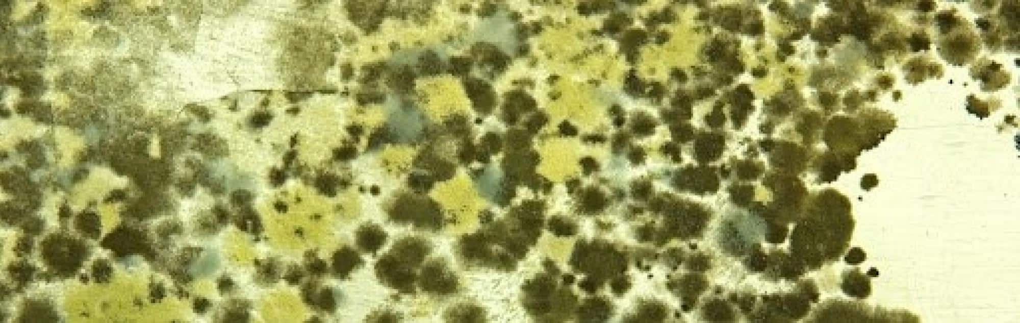 Ways You Can Prevent Mold From Growing in Your HVAC System